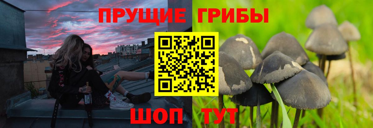 Советск  Псилоцибиновые грибы Psilocybe  Вход с VPN  Галлюциногенные грибы мухоморы 